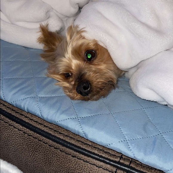 Meet your Posher, Peyton - Picture 1 of 1